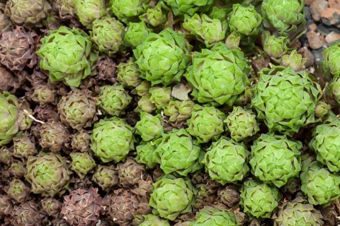 Haworthia cooperi