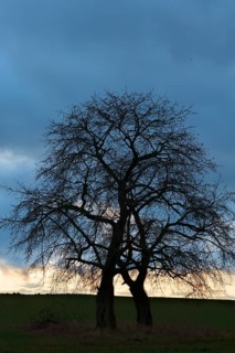 Bare fruit trees at dusk