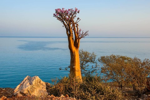 Bottle Tree (Adenium obesum) in bloom