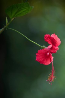 Hibiscus (Hibiscus)