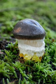 Slimy Spike-cap (Gomphidius glutinosus)