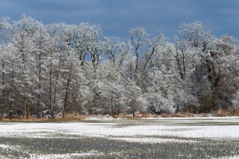 Winter landscape