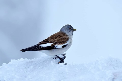 White-winged Snowfinch or Snowfinch (Montifringilla nivalis)