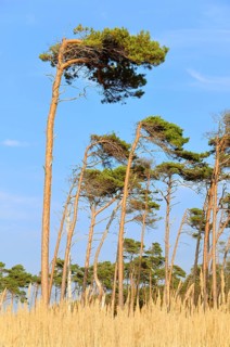 Pine (Pinus sylvestris)