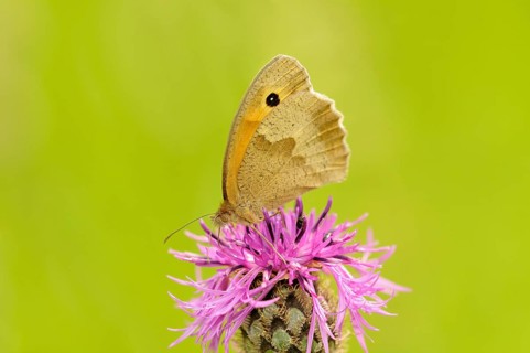 Small Heath (Coenonympha pamphilus) sitting in a meadow knapweed (Centaurea jacea)