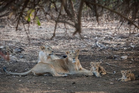 Asiatic lion (Panthera leo persica)