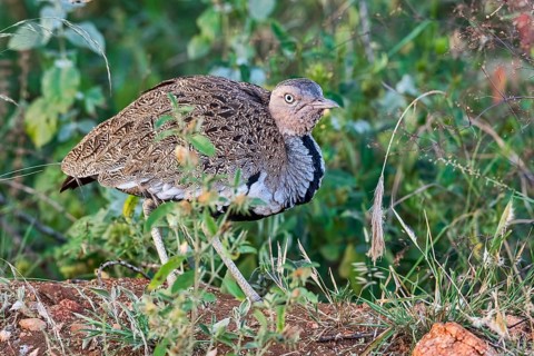 Black-bellied bustard (Lissotis melanogaster)