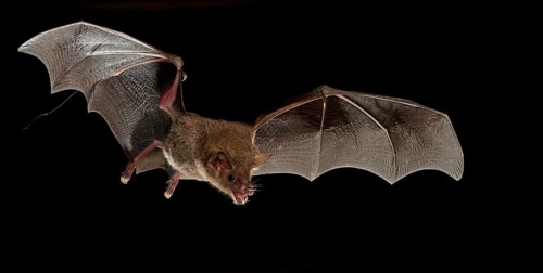 Fringe-lipped bat (Trachops cirrhosus)