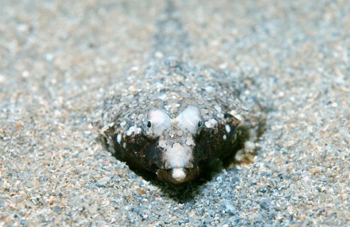 Sailfin Dragonet (Callionymus pusillus)