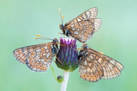 Three Marsh Fritillaries (Euphydryas aurinia)