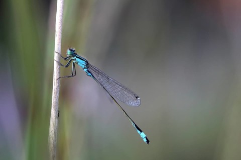 Blue-tailed Damselfly (Ischnura elegans)