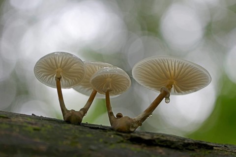 Porcelain Fungus (Oudemansiella mucida)