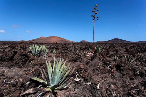 Agaves (Agave) in the lava field near Mancha Blanca