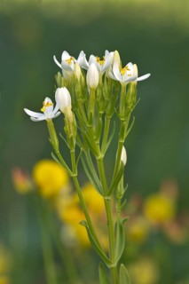 Centaury (Centaurium erythraea)