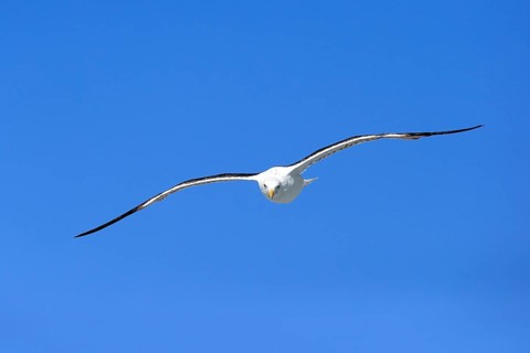 Kelp Gull (Larus dominicanus)