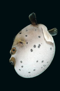 Blackspotted Puffer or Dog-faced Puffer (Arothron nigropunctatus)