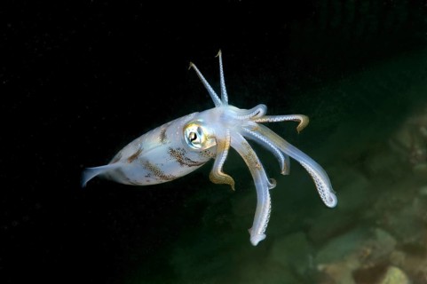 Bigfin reef squid (Sepioteuthis lessoniana)
