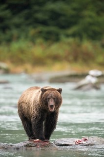 Brown Bear (Ursus arctos)