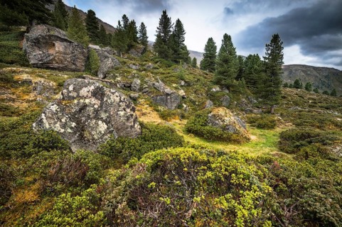 Alpine terrain with rhododendron (Rhododendron hirsutum) and typical alpine flora