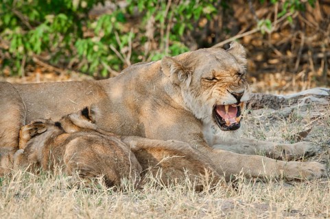 Lion (Panthera leo)