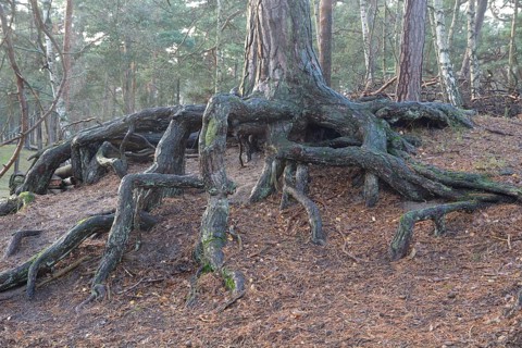 Aerial roots in a pine tree forest