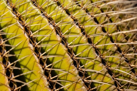 Golden Barrel Cactus (Echinocactus grusonii)