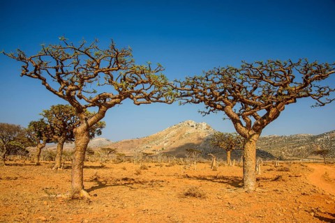 Frankincense trees (Boswellia elongata)
