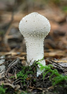 Common Puffball (Lycoperdon perlatum)