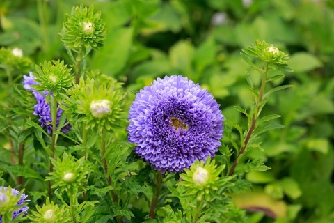 Chinese Aster (Callistephus chinensis)