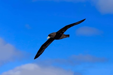 White-chinned Petrel or Cape Hen (Procellaria aequinoctialis)