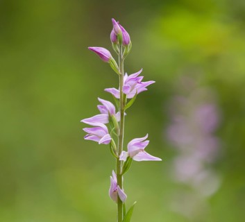 Red Helleborine (Cephalanthera rubra)