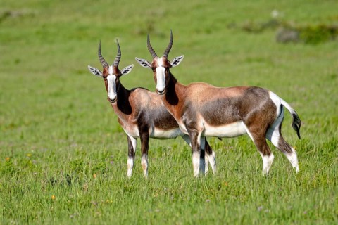 Bontebok (Damaliscus pygargus pygargus)