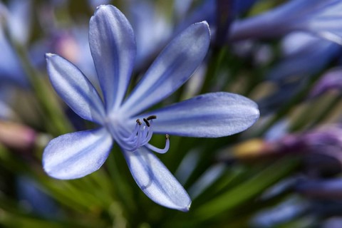 African Lily (Agapanthus)