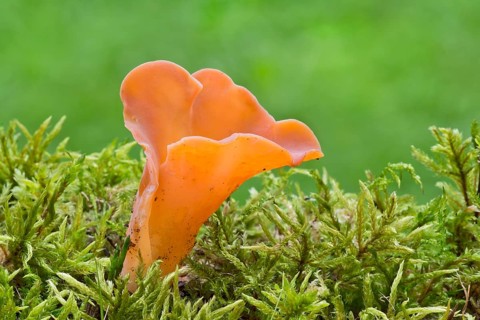 Tremiscus helvelloides fungus