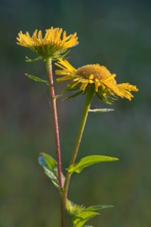 British Yellowhead or Meadow Fleabane (Inula britannica)