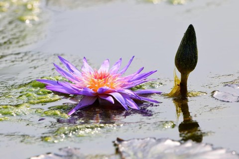 Blue Star Water Lily (Nymphaea stellata)
