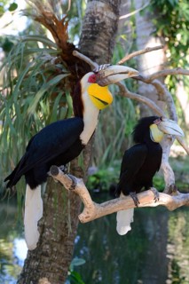Wreathed hornbill (Aceros undulatus)