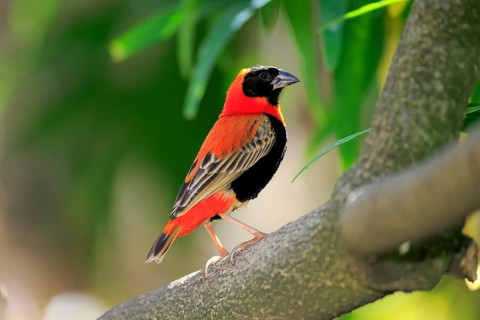 Southern Red Bishop (Euplectes orix)