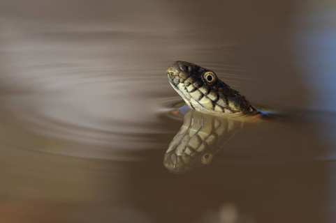 Dice Snake (Natrix tessellata)
