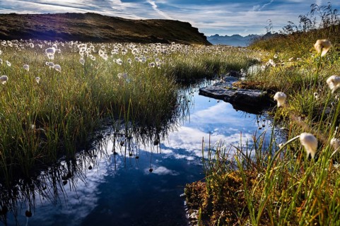 Cotton Grass (Eriophorum) with stream and mountains