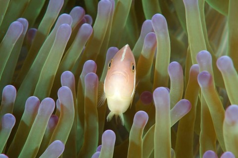 Pink skunk clownfish (Amphiprion perideraion)