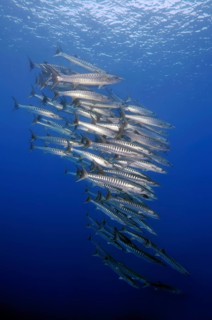 School of Sawtooth Barracudas (Sphyraena putnamae)