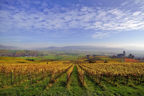 Vineyards in autumn with views of the Klettgau