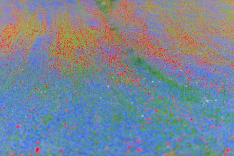 Blooming meadow