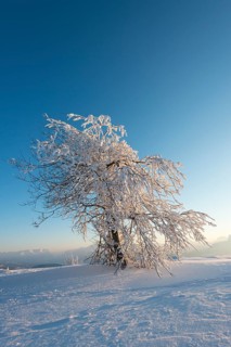 Snowy tree in the evening light