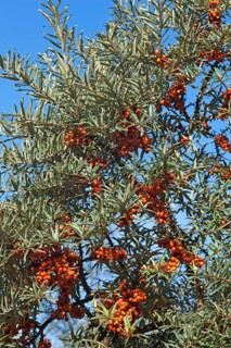 Fruits of the sea buckthorn (Hippophae rhamnoides) on the bush