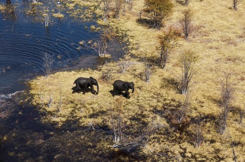 African Elephants (Loxodonta africana)
