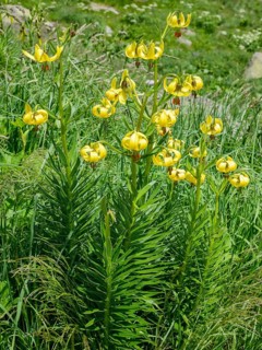 Endemic Pyrenean Lilies (Lilium pyrenaicum)