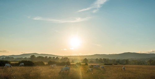 Charolais cattle