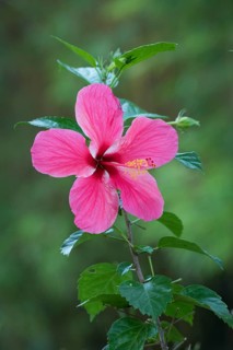 Hibiscus (Hibiscus)